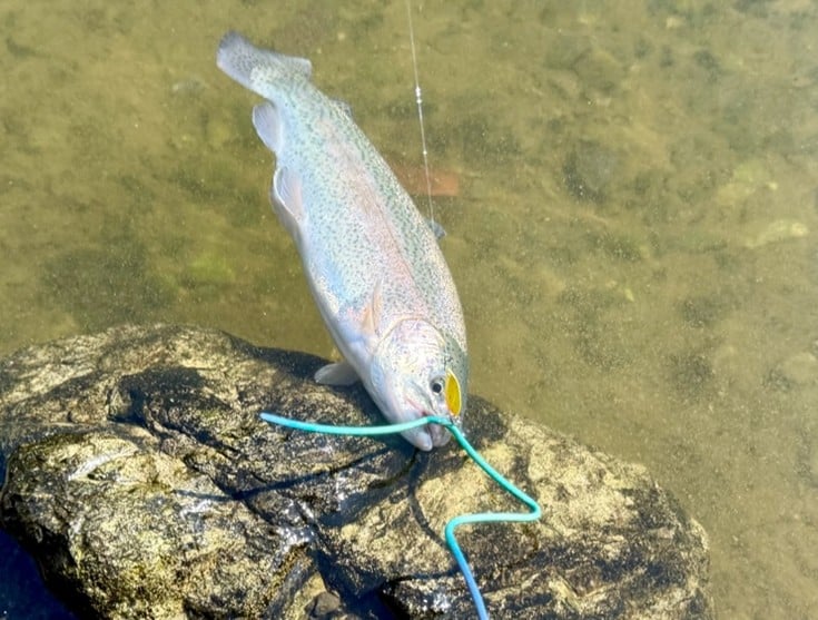 エリアトラウト コツ 管理釣り場 釣り方 初心者